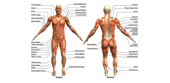 Define Correct Terms For These Anatomy Of  Kinesiology Flashcards